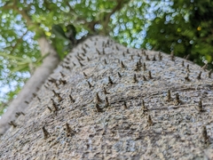 Striglocyrbasia meguae