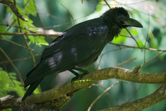 Corvus macrorhynchos levaillantii