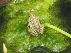 Pelophylax nigromaculatus