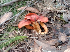 Cortinarius austrocinnabarinus