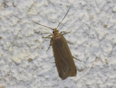 Acompsia cinerella