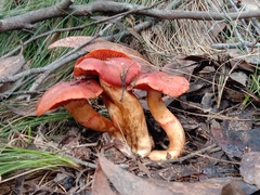 Cortinarius austrocinnabarinus