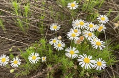 Felicia muricata muricata