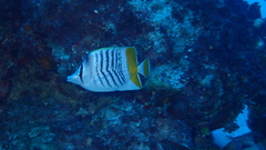 Chaetodon mertensii