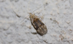 Altenia scriptella