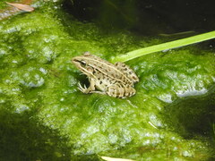 Pelophylax nigromaculatus