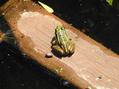 Pelophylax nigromaculatus