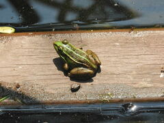 Pelophylax nigromaculatus