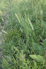 Phleum phleoides