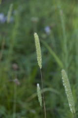 Phleum phleoides