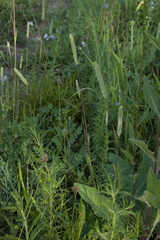 Phleum phleoides