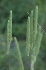 Phleum phleoides