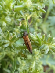 Oedemera femorata