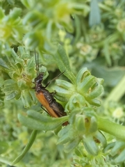 Oedemera femorata