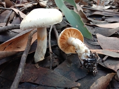Cortinarius austroalbidus