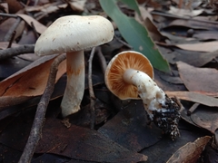 Cortinarius austroalbidus