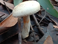 Cortinarius austroalbidus