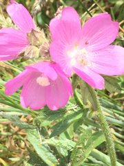 Sidalcea hirtipes