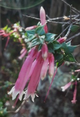 Epacris reclinata
