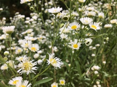Erigeron philadelphicus philadelphicus