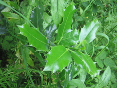 Ilex aquifolium
