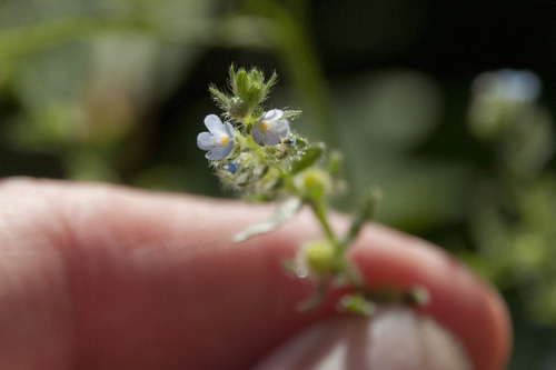 Lappula squarrosa iNat (3)