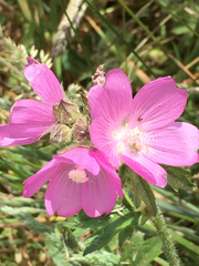 Sidalcea hirtipes