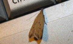 Dichomeris limosellus