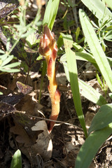Orobanche alba