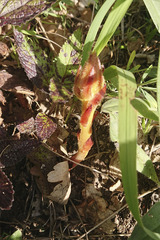 Orobanche alba