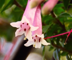 Epacris reclinata