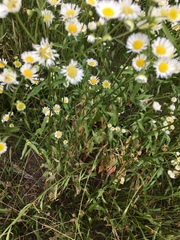 Erigeron philadelphicus philadelphicus