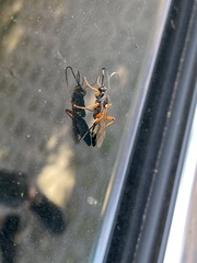 Diphyus quadripunctorius