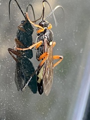 Diphyus quadripunctorius