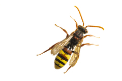 Nomada flava