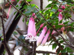 Epacris reclinata