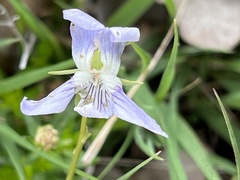 Viola stagnina