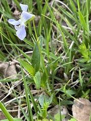 Viola stagnina