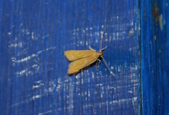 Helcystogramma rufescens