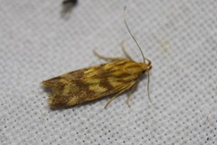 Mirificarma