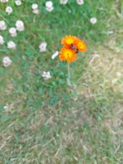 Pilosella aurantiaca