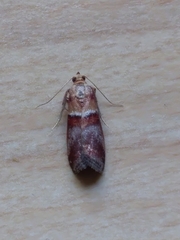 Acrobasis repandana