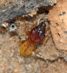 Hodotermitidae