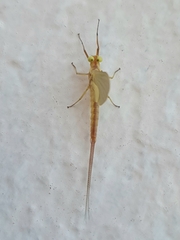 Ephemerella