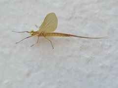 Ephemerella