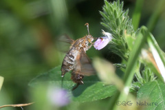 Macroscelesia longipes