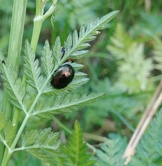 Chrysolina oricalcia