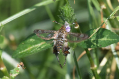 Macroscelesia longipes