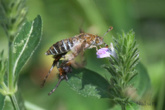 Macroscelesia longipes