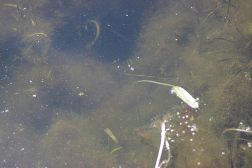Image of Sagittaria natans by (c) Tatiana Strus, some rights reserved (CC BY)